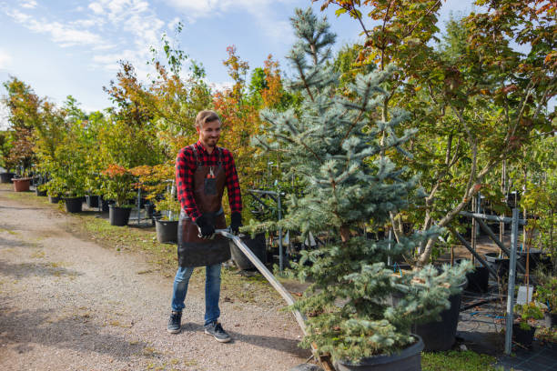 Best Storm Damage Tree Cleanup  in Avondale, PA